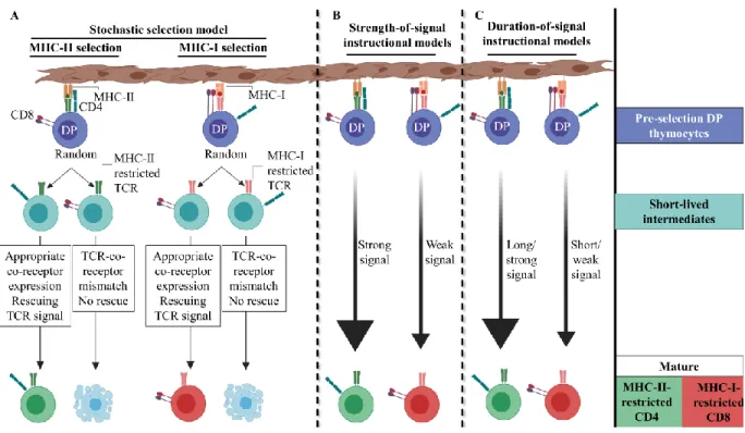 Figure 3.  Previous models of CD4/CD8 lineage fate 