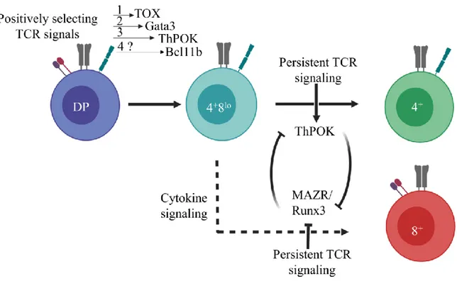 Figure 6.  Nuclear proteins and environmental factors that regulate CD4/CD8  lineage choice 