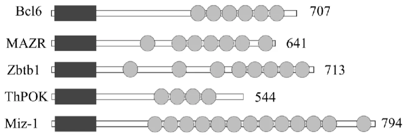 Figure 7.  Protein structure of BTB-ZF transcription factors  