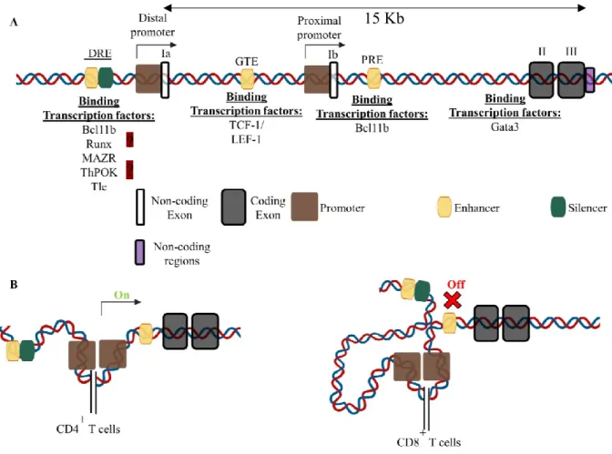 Figure 8.  Mouse Thpok gene structure and regulating transcription factors   (A)  The  ThPOK  regulatory  region  consists  of  the  two  promoters,  the  distal  and  proximal 