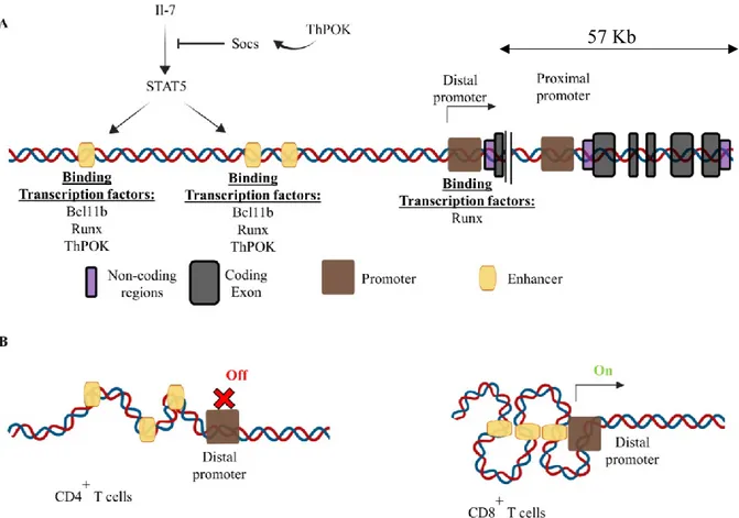 Figure 9.  Mouse Runx3 gene structure  