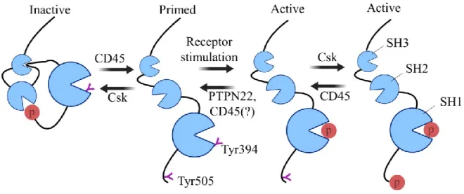 Figure 10.  Regulation of Lck function 