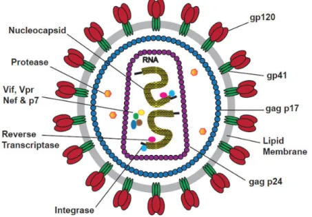 Figure  1.2.  Particule  virale  mature  du  VIH-1.  La  particule  virale  du  VIH-1  est  formée  d’une  bicouche 