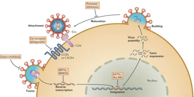 Figure  1.4.  Cycle  réplicatif  du  VIH-1.  Le  cycle  réplicatif  du  VIH-1  se  caractérise  par  plusieurs  étapes 