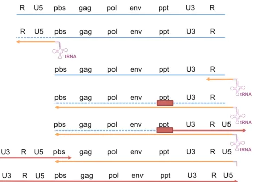 Figure 1.5. Étapes impliquées dans la rétro-transcription du génome viral. La liaison d’un ARNt de la 