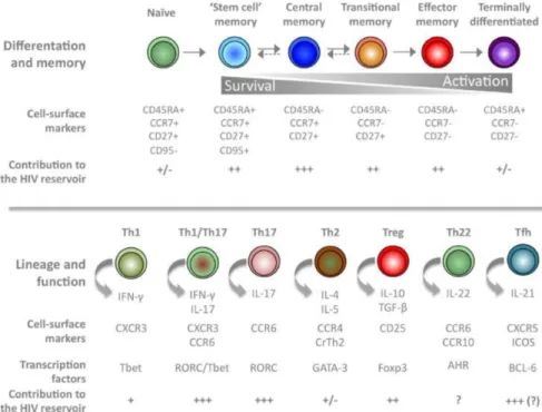Figure 1.9. Sous-populations  de  lymphocytes  T  CD4+  mémoires et leur contribution  au  réservoir  du  VIH