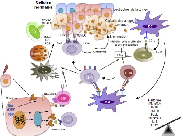 Figure 3: La phase de reconnaissance ou d'élimination du cancer (adaptée de (16)) 