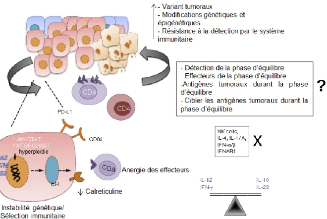 Figure 4: La phase d'équilibre (adaptée de (16)) 
