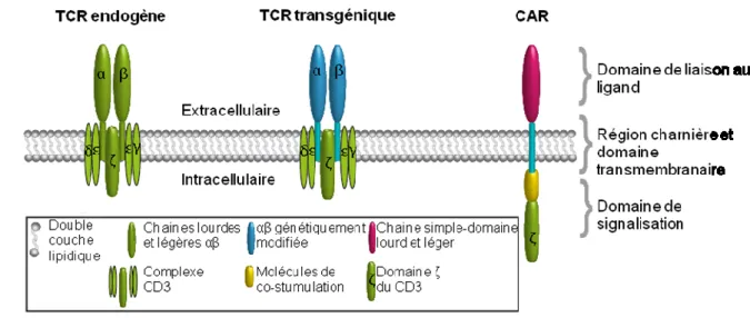 Figure 6: Schéma représentant les différents composants du TCR endogène, d'un TCR et  d'un CAR génétiquement modifiés (adaptée de (205)) 
