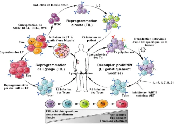 Figure 10: Différentes approches permettant d'obtenir des LT CD8 +  spécifiques de la 
