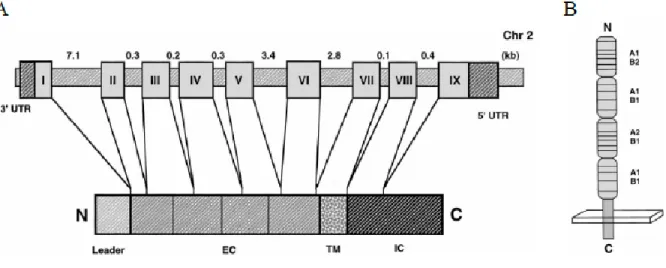 Figure 2.  La structure du gène et de la protéine du CD40 humain 