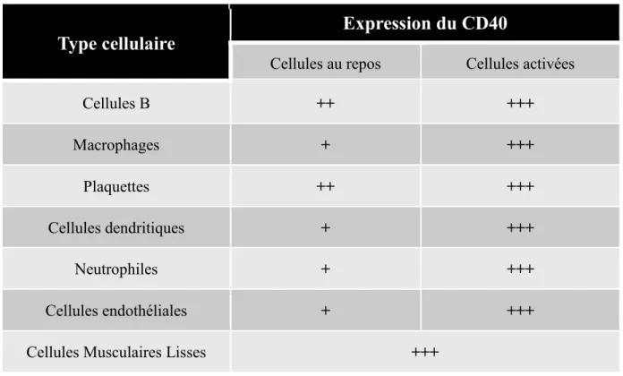 Tableau II. Le niveau d’expression du CD40 à la surface de plusieurs types cellulaires 
