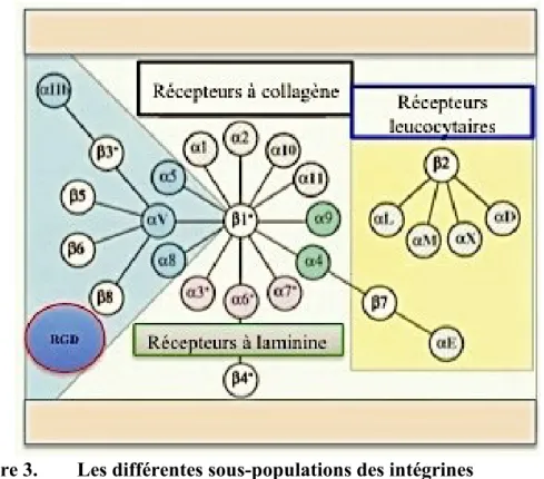 Figure 3.  Les différentes sous-populations des intégrines  
