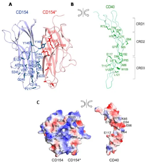 Figure 4.  Les résidus impliqués dans l’interaction CD154/CD40. 