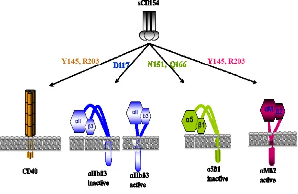 Figure 5.  Interaction du CD154 avec ses différents récepteurs et les résidus  impliqués 
