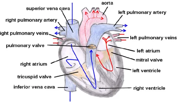 Figure 1.1: Heart anatomy. The arrows indicate the direction of blood flow in the heart (4)