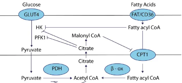 Figure 1.3: Fatty acids and glucose metabolism in cardiomyocytes (22). 