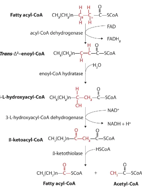Figure 1.5: β-oxidation reaction of fatty acids (81).  