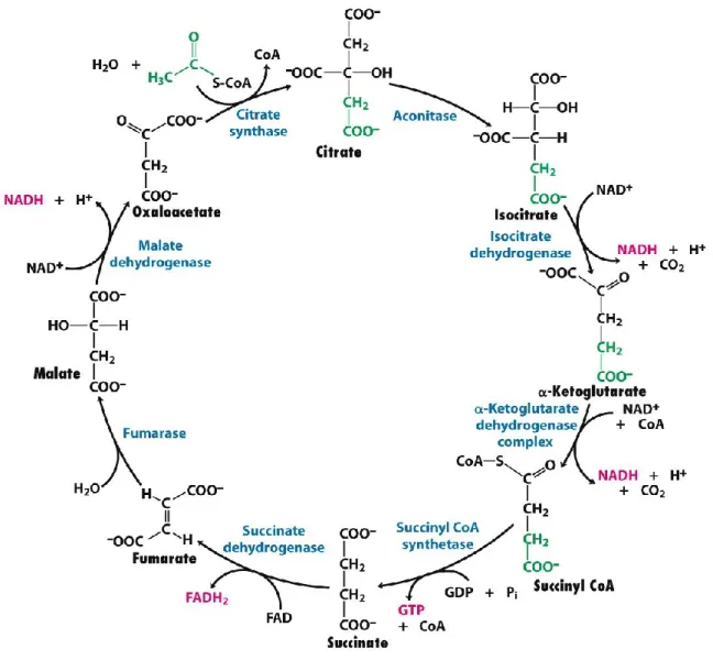 Figure 1.6: Overview of citric acid cycle (86).        