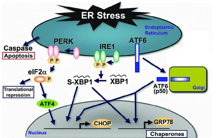 Figure 1.8: The three arms of ER stress [adapted from (353)]. 