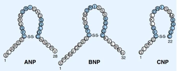 Figure 2.  Structure des peptides natriurétiques humains. Les acides aminés conservés  dans les différents peptides sont en bleu