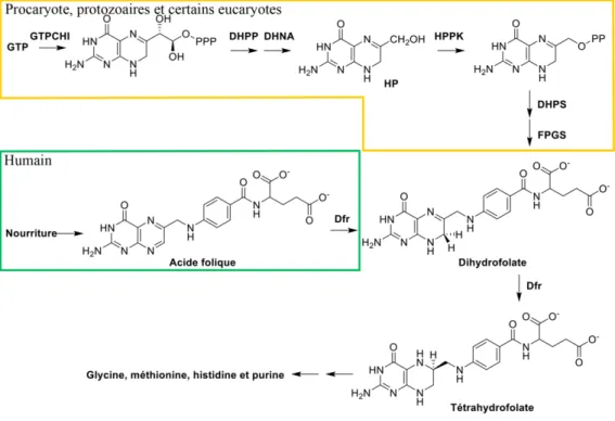 Figure 1-1. Voie de biosynthèse du folate.  