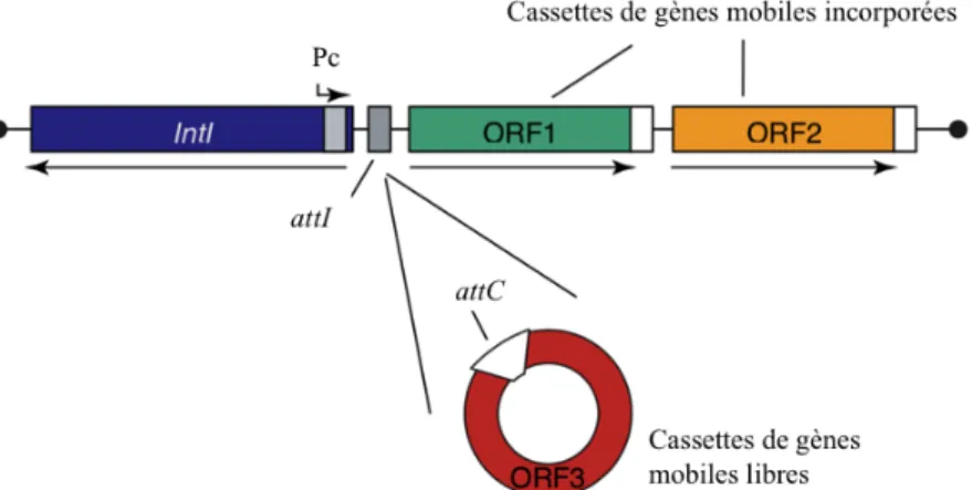 Figure 1-3. Représentation de la machinerie génétique complexe que sont les  intégrons