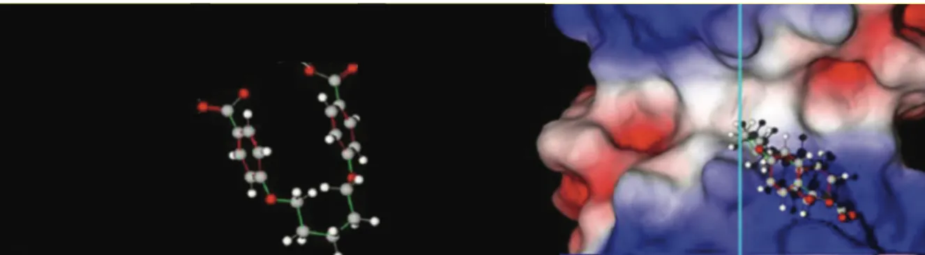 Figure 1-8. Représentations in silico de la conformation en U du composé  inhibiteur 1.8 lors de la liaison avec la DfrB1