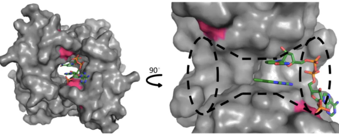 Figure 3-1. Surface representation of the tetrameric DfrB1 with its substrates NADPH and  DHF, in sticks representation, bound inside the active-site tunnel (PDB code 2RK1(28))