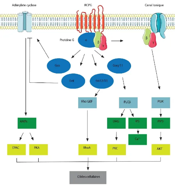 Figure 1. Illustration schématique de la signalisation des protéines G. Les différentes familles de protéine G activent  différents effecteurs qui définissent les voies de signalisation engagées