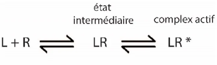 Figure 2. Modèle à deux étapes. Le principe du modèle à deux étapes comprend le ligand (L) qui s'associe avec son  récepteur (R) afin de former le complexe intermédiaire (LR)