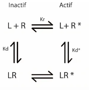 Figure 3. Modèle à deux états. Dans le modèle à deux états, le récepteur possède deux conformations différentes