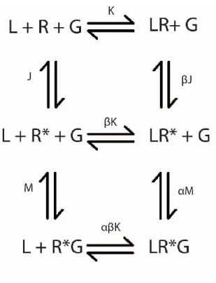 Figure 5. Modèle ternaire étendu. Tout comme le modèle ternaire simple, le récepteur (R) forme des complexes  avec le ligand (L) et la protéine G (G) qui sont en équilibre selon les constantes K, M et J représentant la liaison du  ligand, la liaison de la 