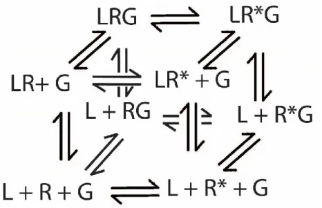 Figure 6. Modèle ternaire cubique. Le  modèle est similaire au modèle ternaire étendu, mais avec l'addition des  interactions possibles entre la protéine G et le récepteur inactif