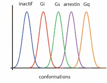Figure  8.  Modèle  probabiliste.  Dans  ce  modèle,  un  ligand  va  stabiliser  différents  ensembles  de  conformation  possédant des efficacités distinctes pour les différentes voies de signalisation telles qu'illustrées par les courbes de  différentes