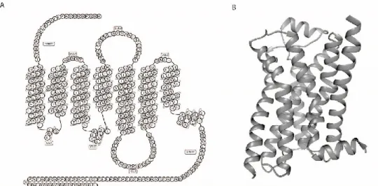 Figure  9.  Structure  schématique  et  tridimensionnelle  du  récepteur  β2AR.  A)  Représentation  en  serpentin  du  récepteur β2AR