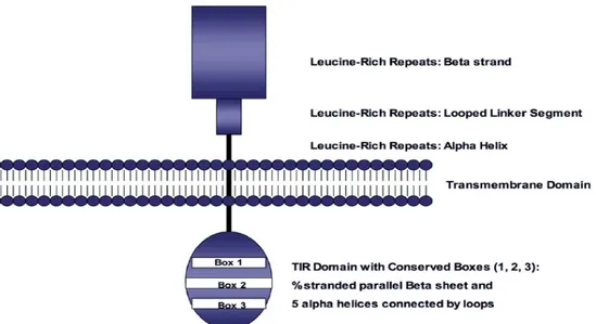 Figure I.2 : La structure des TLRs. Les TLRs sont des glycoprotéines membranaires. Les 