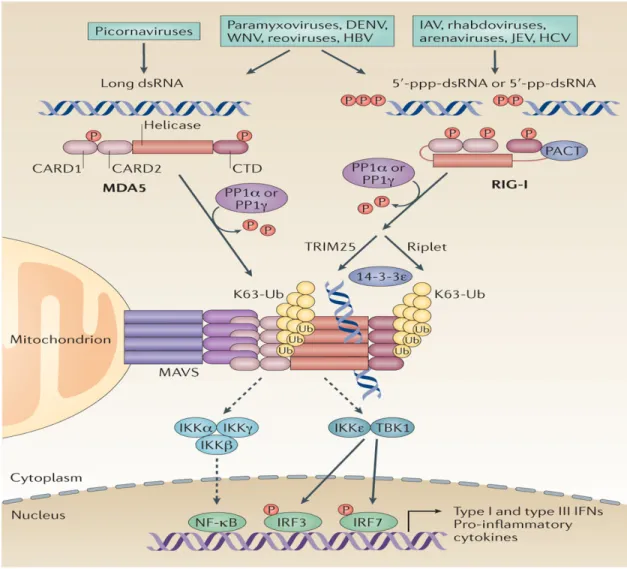 Figure  I.5 :  Signalisation  des  RLRs.  RIG-I  et  MDA5  restent  inactifs  dans  les  cellules  non 