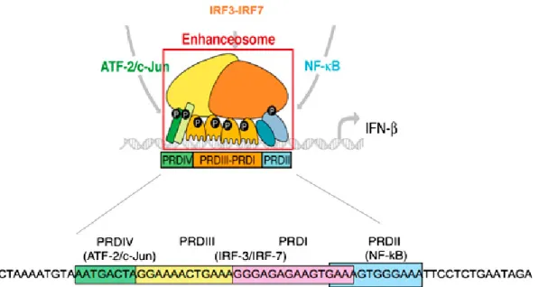 Figure I.8 : Schématisation de la structure de l’enhanceosome assemblé. Suite à l’induction  virale