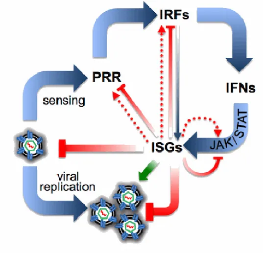 Figure I.10 : Les différents rôles des ISGs dans la réponse antivirale. Les virus sont détectés 