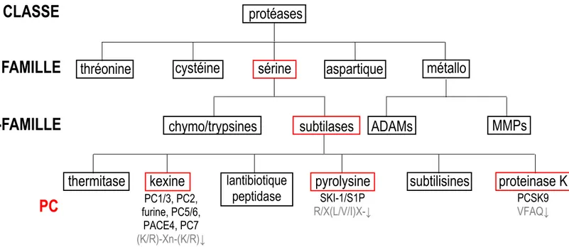 Figure 1.1 Arbre phylogénétique simplifié de la famille des protéases. 