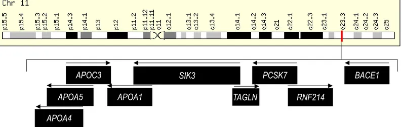 Figure 1.4 Localisation du gène humain PCSK7 sur le chromosome 11. 