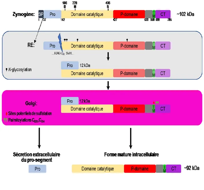 Figure 1.6 Maturation de PC7 et modifications post-traductionnelles le long de la  voie sécrétoire