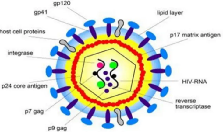 Figure 2. Genomic organization of HIV-1 proviral DNA.  Reproduced from (Behrens,  2011), no permission required