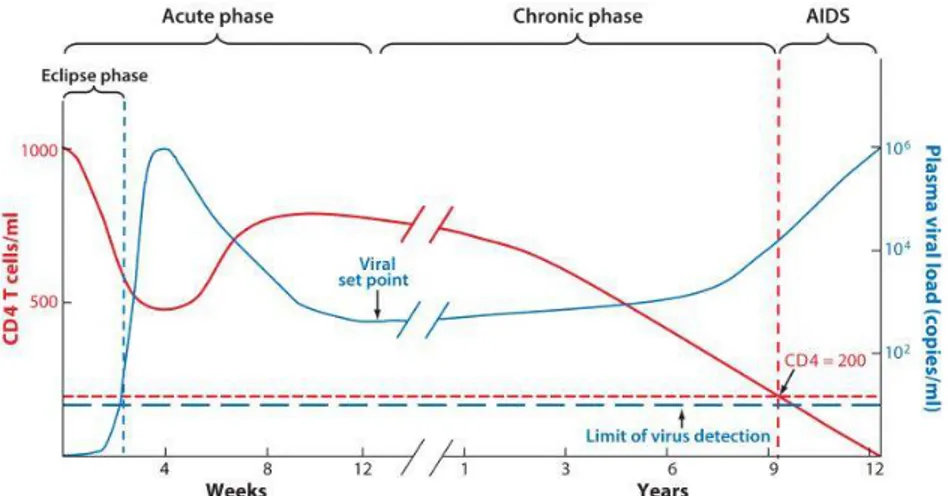 Figure 4. Clinical Stages of HIV Infection.   The clinical features of the different phases of  the  pathogenesis  of  HIV-1