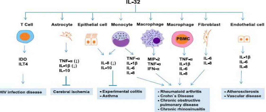 Figure  10.  Roles  of  IL-32  in  Different  Inflammatory  Diseases.  This  figure  depicts  the  different  mechanisms  by  which  IL-32  causes  several  inflammatory  diseases