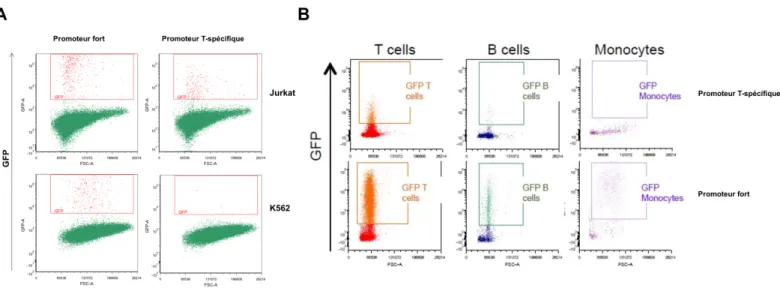 Figure 1 : Spécificité du promoteur T-spécifique (Tenh) in vitro. Des cellules ont été  transduites  avec  un  vecteur  contenant  la  GFP  sous  le  contrôle  d’un  promoteur  fort,  comme  contrôle positif, ou du promoteur T-spécifique