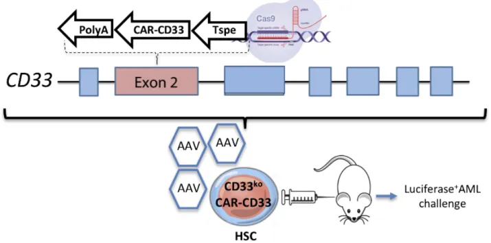 Figure 4 : Design expérimental pour mesurer l’efficacité des CAR-HSC. Les HSC seront  électroporées avec la Cas9 et le guide ciblant CD33 sous forme de RNP puis transduites avec  l’AAV6 contenant avec le CAR anti-CD33