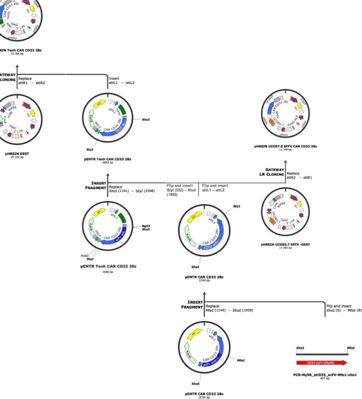 Figure 5 : Stratégie de clonage pour les vecteurs CAR anti-CD33 28z. Schéma réalisé à  partir de l’historique du logiciel SnapGene