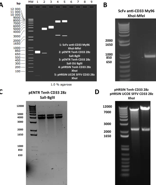 Figure  6  :  Clonage  des  vecteurs  CAR  CD33  28z.  A.  Les  patrons  prédits  par  le  logiciel  SnapGene